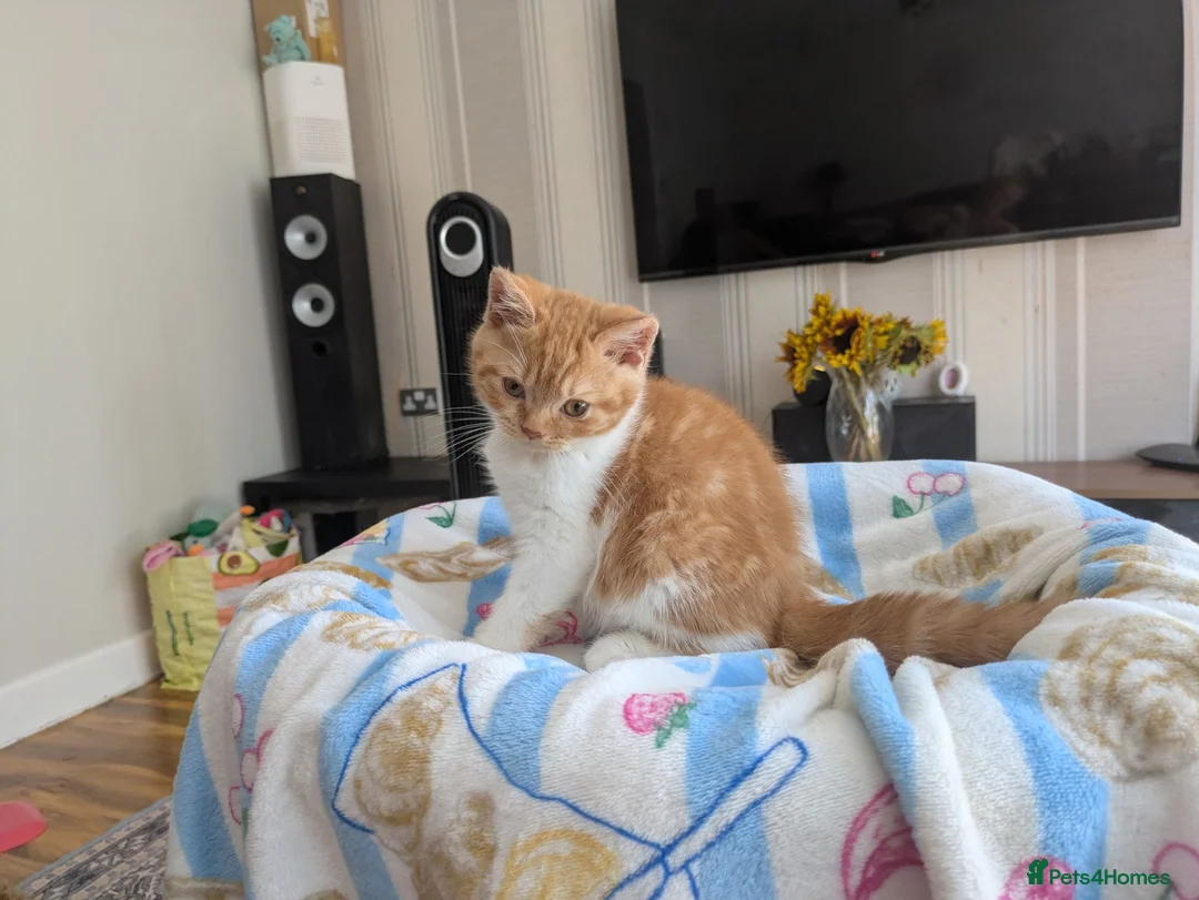British Shorthair cats for sale: Gorgeous British shorthair kittens  - Advert 9