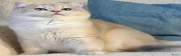 British Shorthair cats for sale: UK’s Best Male BSH Blue Golden Chinchilla, Helios - Advert 3