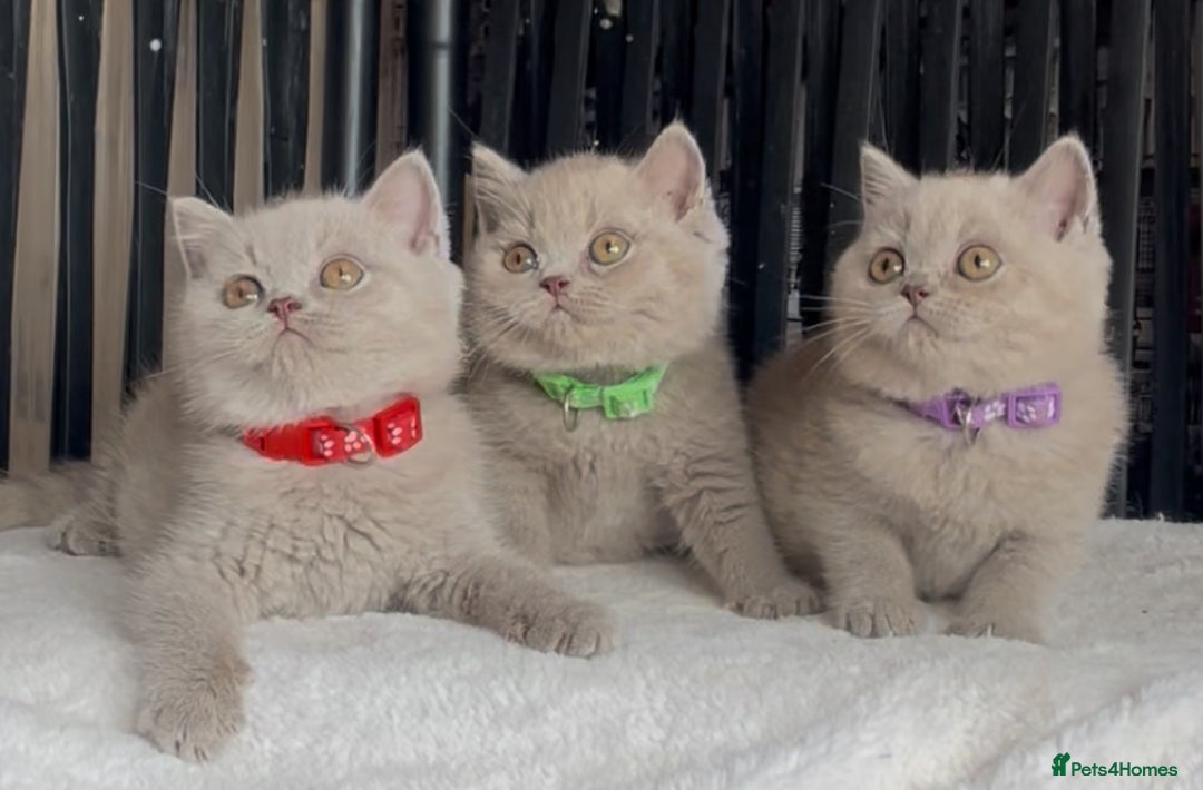 British Shorthair cats for sale: Beautiful Lilac BSH champion Line kittens - Image 12