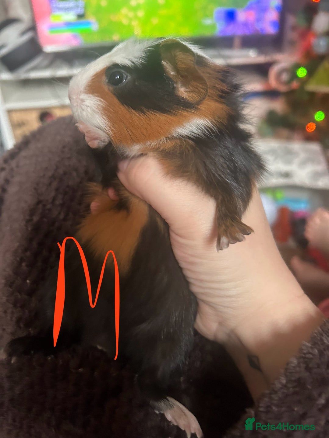 Guinea Pig rodents for sale: Litter of Guinea Pigs  - Advert 1