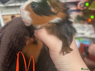 Guinea Pig rodents Litter of Guinea Pigs - Advert 1