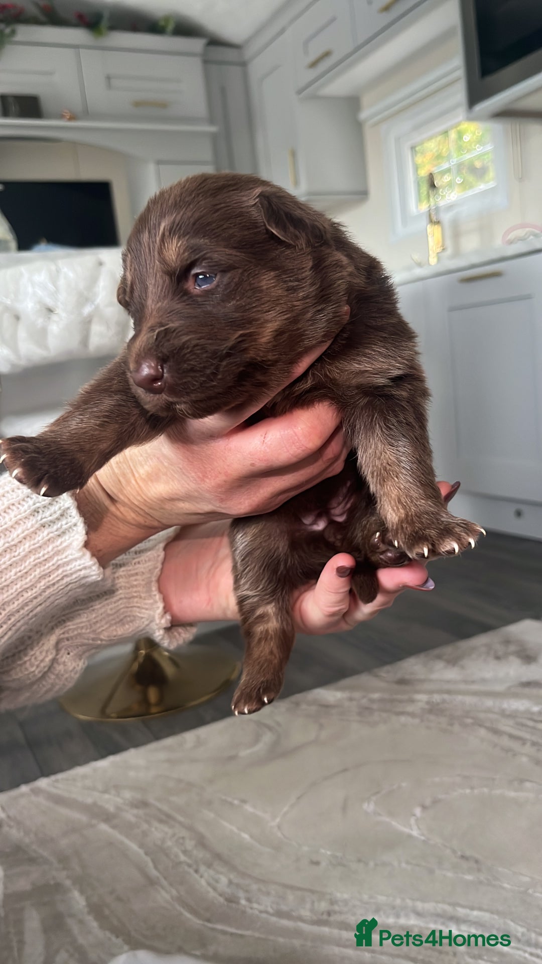 German Shepherd dogs for sale: Working KC GSD German shepherd puppies  - Image 4