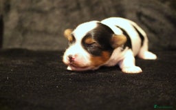 Biewer Terrier dogs for sale: Stunning Biewer girl Licensed breeder Health test  - Image 4