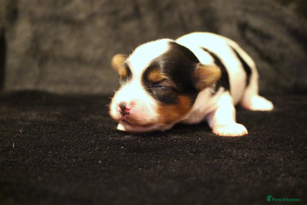 Biewer Terrier dogs for sale: Stunning Biewer girl Licensed breeder Health test  - Image 4
