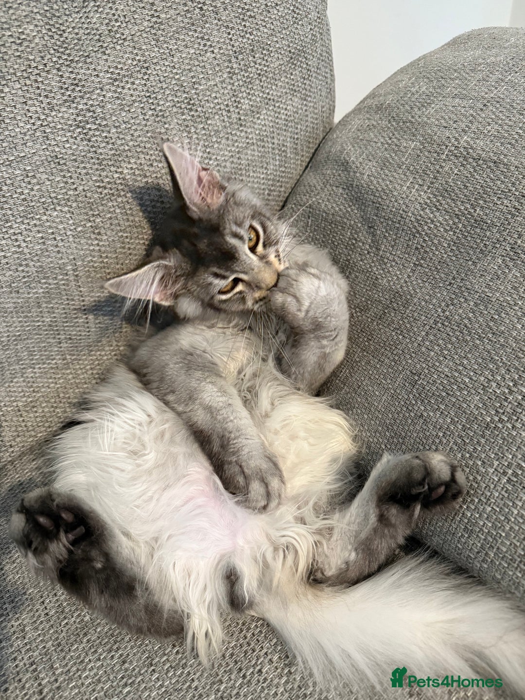 Maine Coon cats for sale: Maine Coon - Advert 5