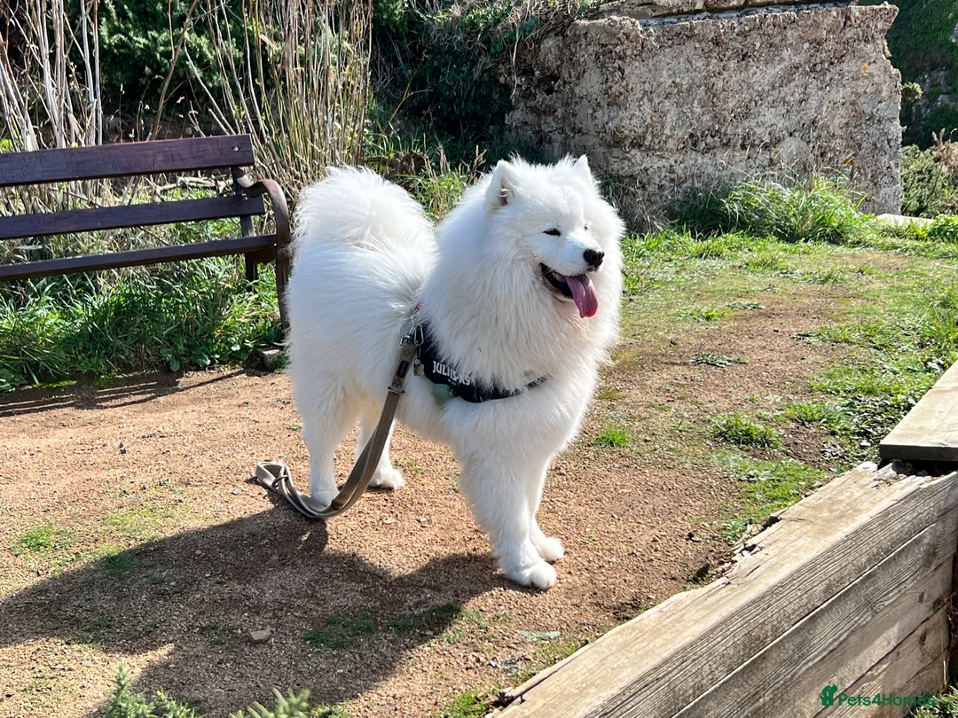 Samoyed dogs for stud: Purebred KC Registered SAMOYED Stud for Breeding  in Reading - Advert 26