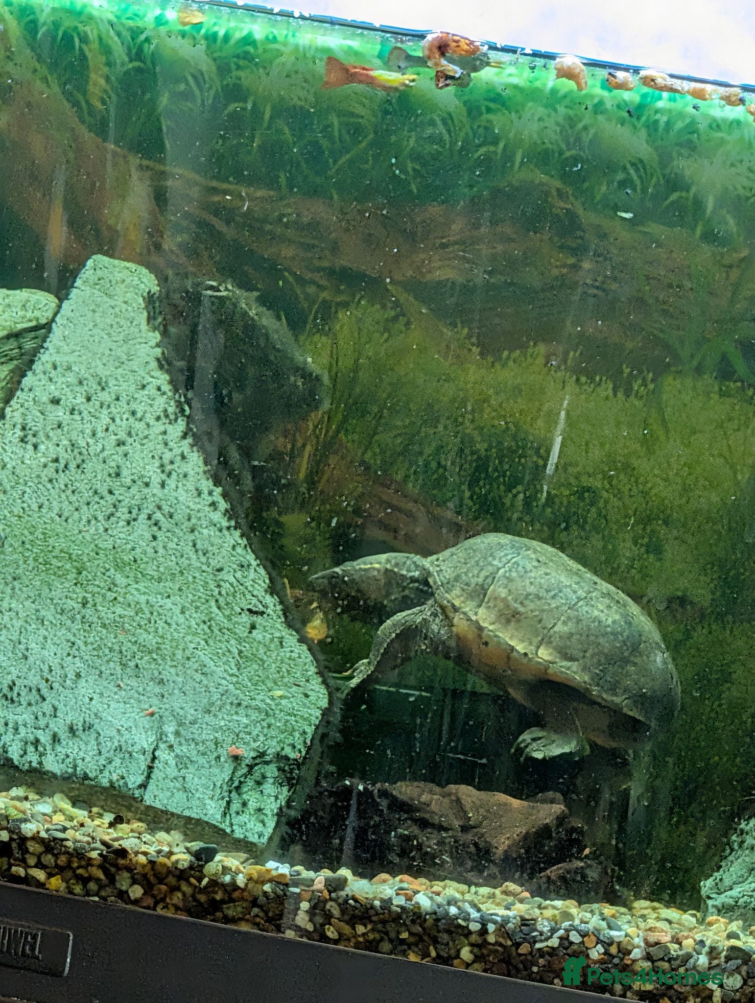 Turtle reptiles Common musk turtles and tank - Advert 2