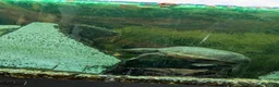 Turtle reptiles for sale: Common musk turtles and tank - Advert 1