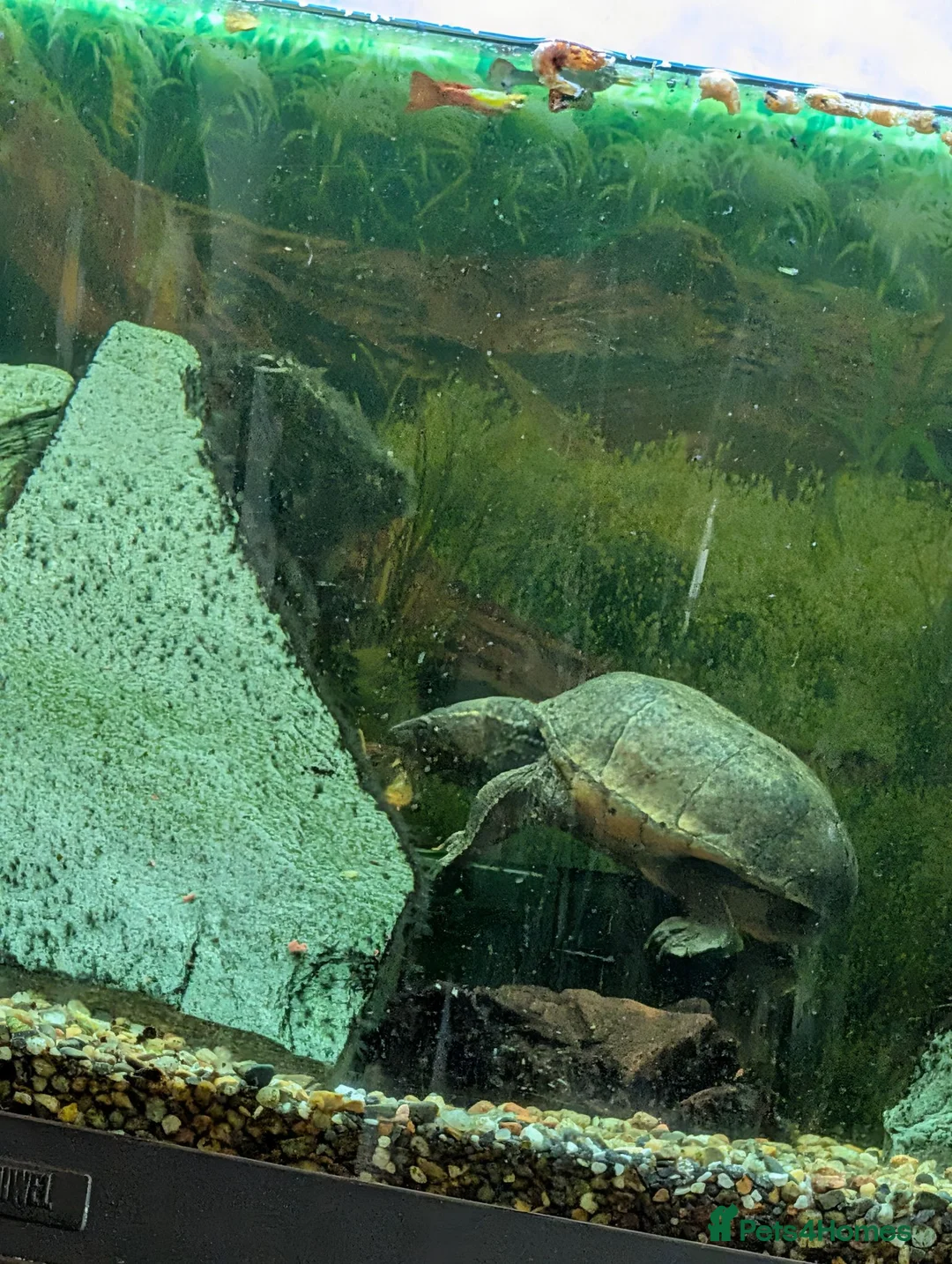 Turtle reptiles for sale: Common musk turtles and tank - Advert 1