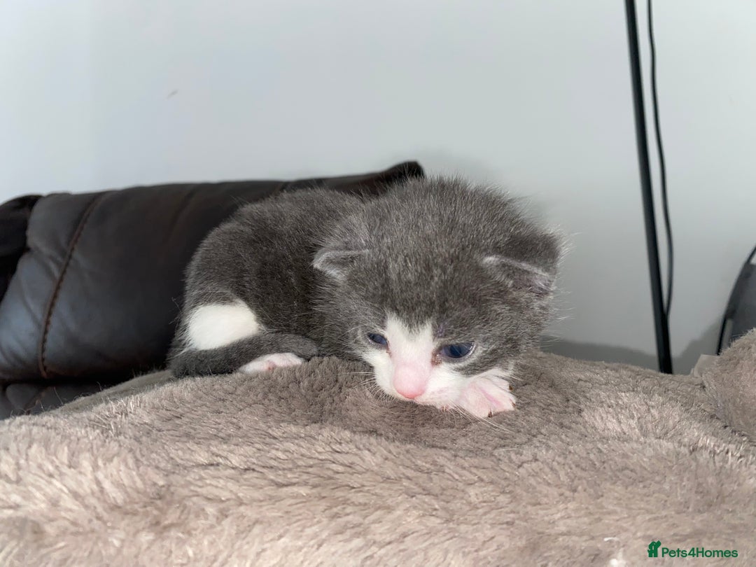 Domestic Shorthair cats for sale: 5 Adorable Kittens Seeking New Homes - Image 1