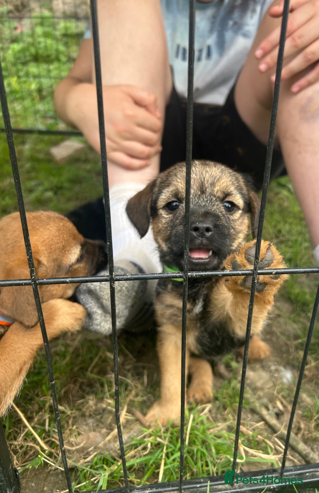 Border Terrier dogs for sale: Border Terrier Pups - Image 6