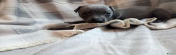 Whippet dogs for sale: Beautiful whippet babies  - Advert 4