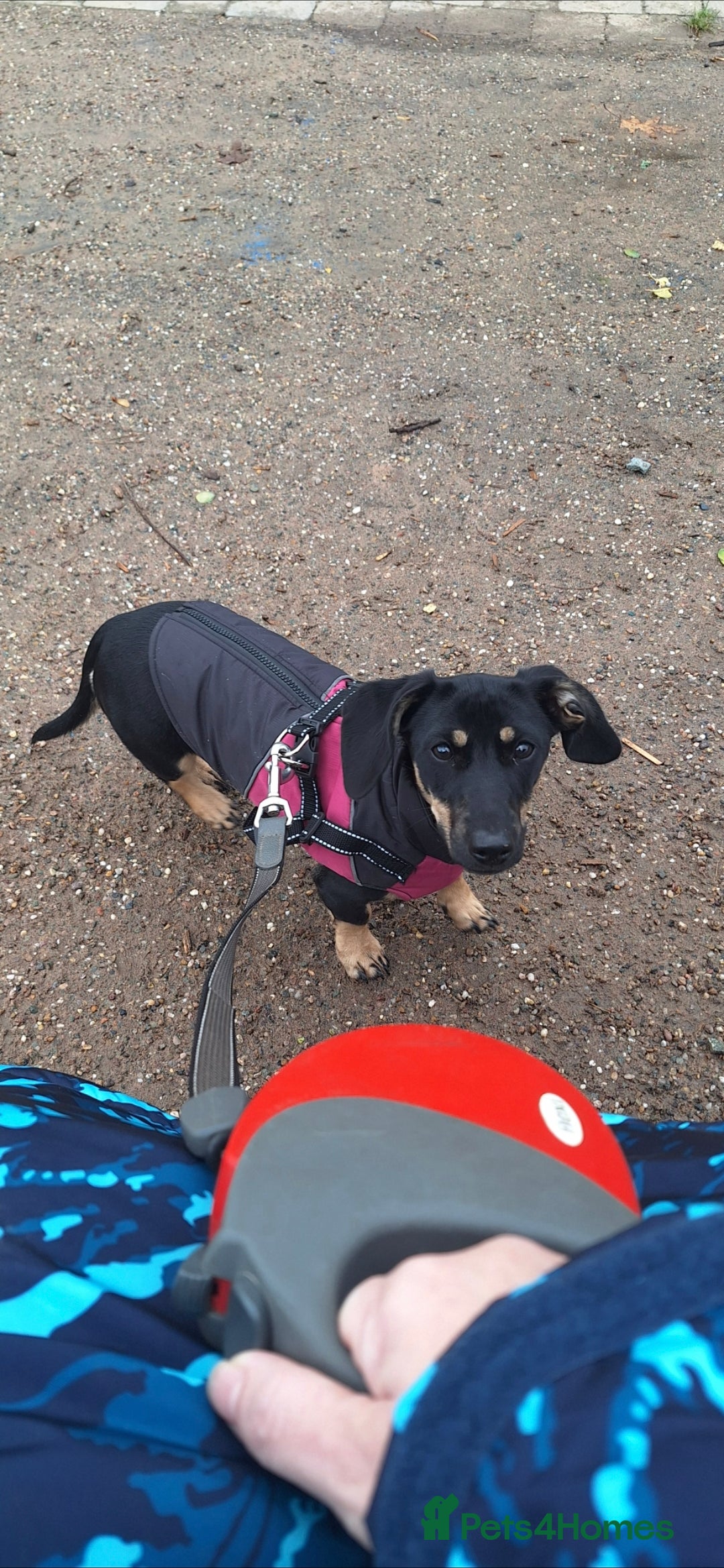 Mixed Breed dogs for sale: Milly needs rehoming 8 months old - Advert 1