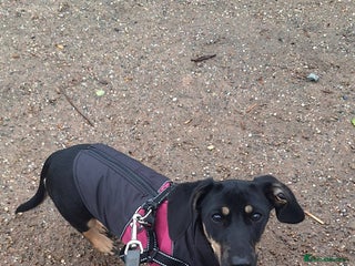 Mixed Breed dogs Milly needs rehoming 8 months old - Advert 12