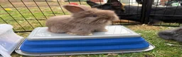 Angora rabbits for sale: Full Face English Angoras - Advert 34