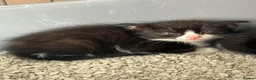 Mixed Breed cats for sale: 12 Kittens - Black/Black&White - Males/Females - Advert 13