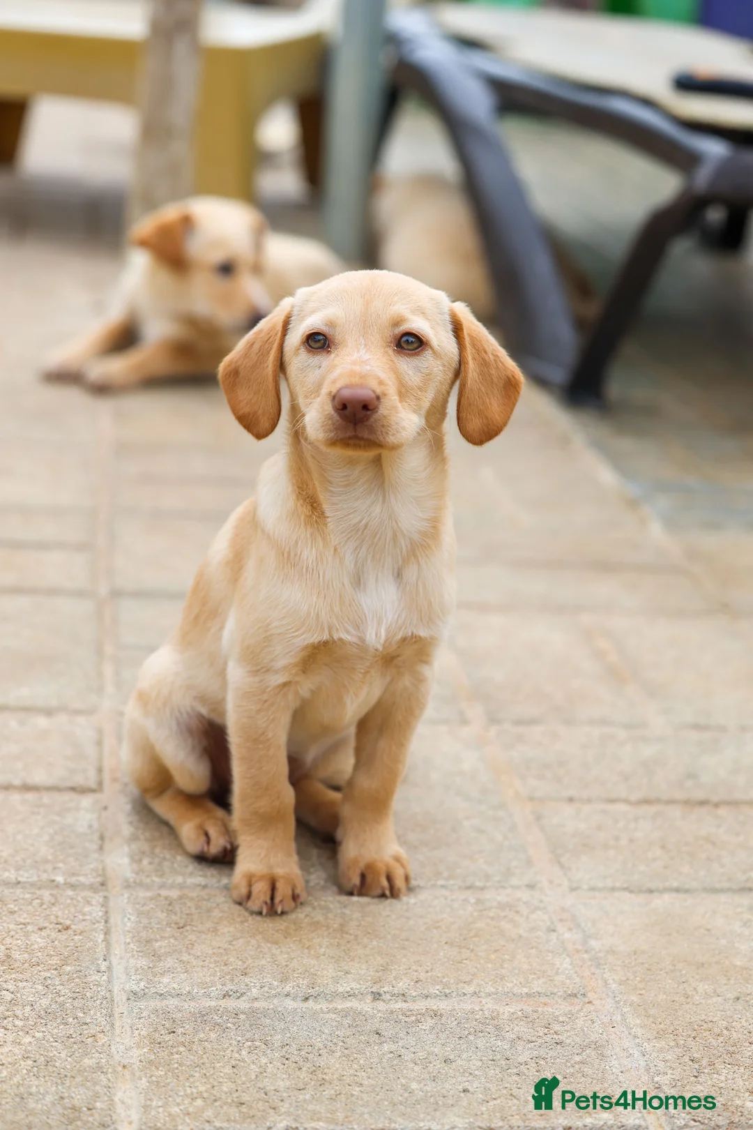 Mixed Breed dogs for adoption: Sol - the mini looking Labrador - Advert 1