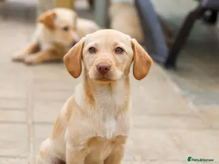 Mixed Breed dogs for adoption: Sol - the mini looking Labrador - Advert 4