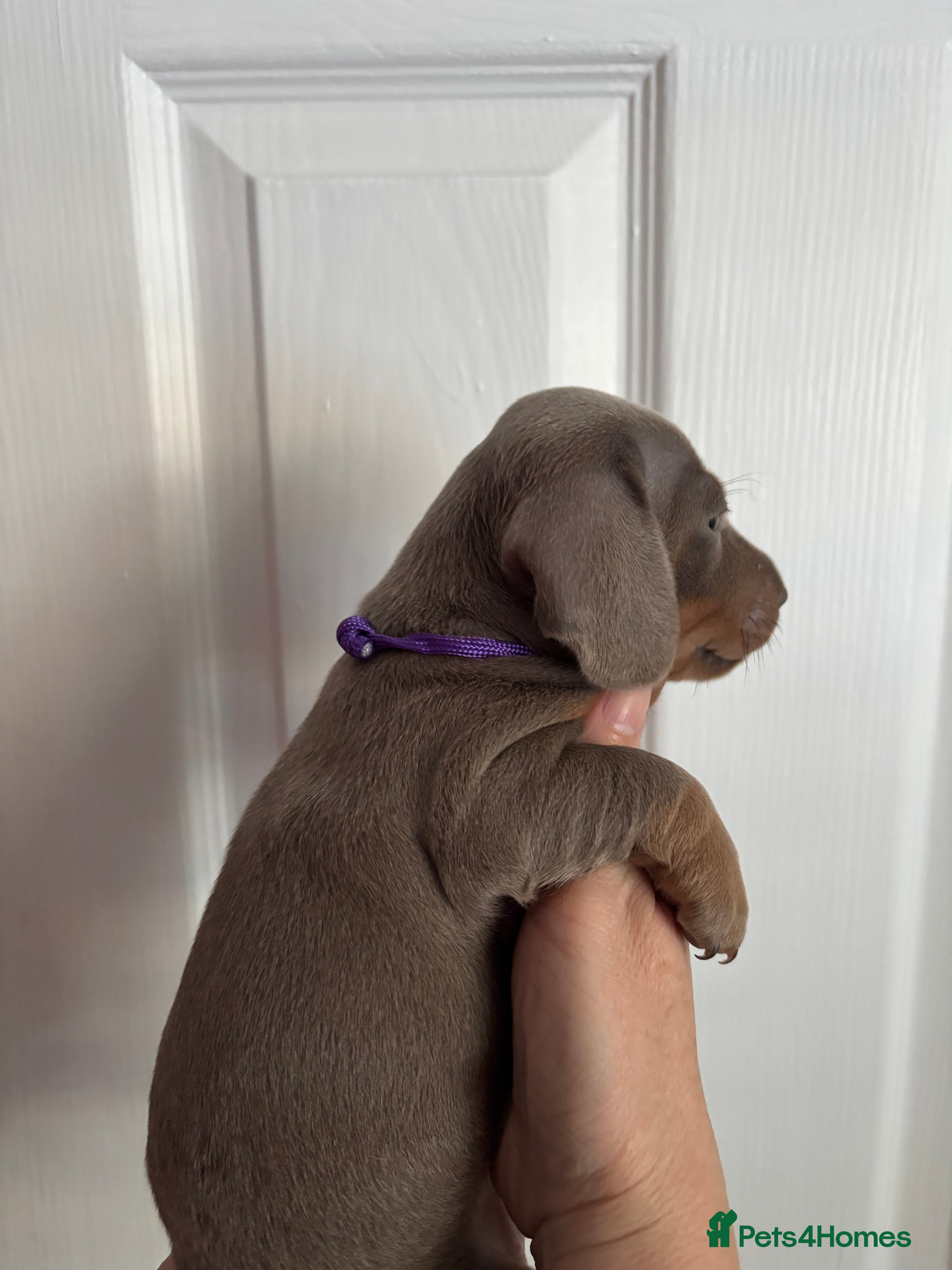 Miniature Dachshund dogs Miniature Dachshunds Smooth Haired KC Registered. - Advert 2