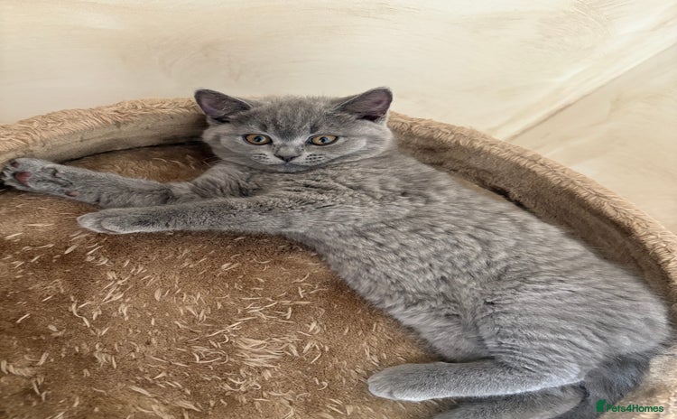 British Shorthair cats - Advert 14