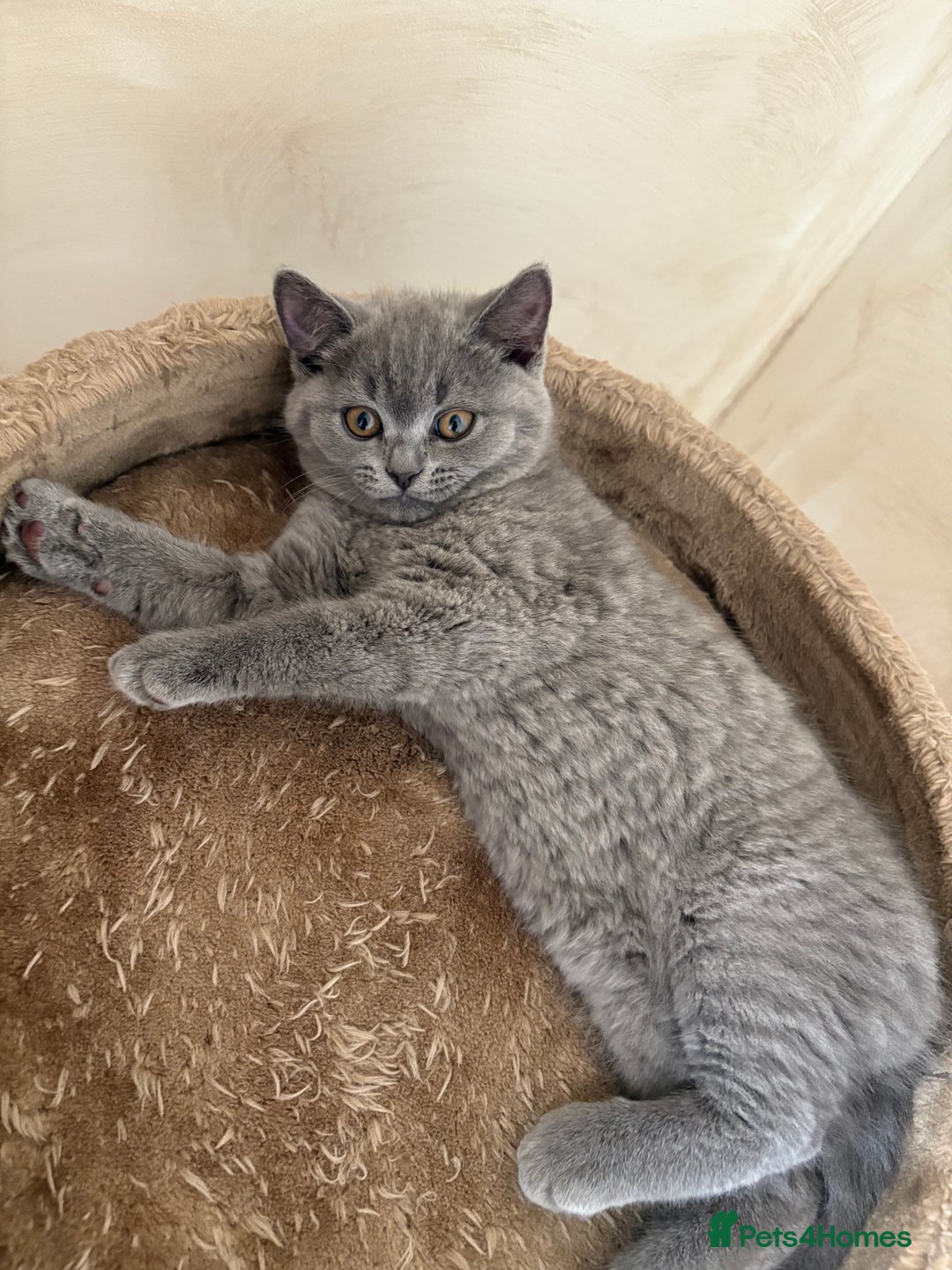 British Shorthair cats for sale: British Shorthair lavender boy – pedigree GCCF - Image 2