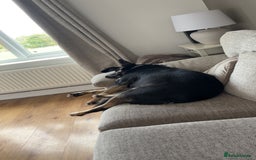 Border Collie dogs for sale: Border collie for rehoming - Image 3