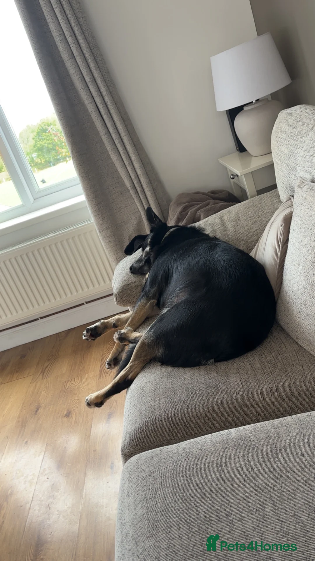 Border Collie dogs for sale: Border collie for rehoming - Advert 2