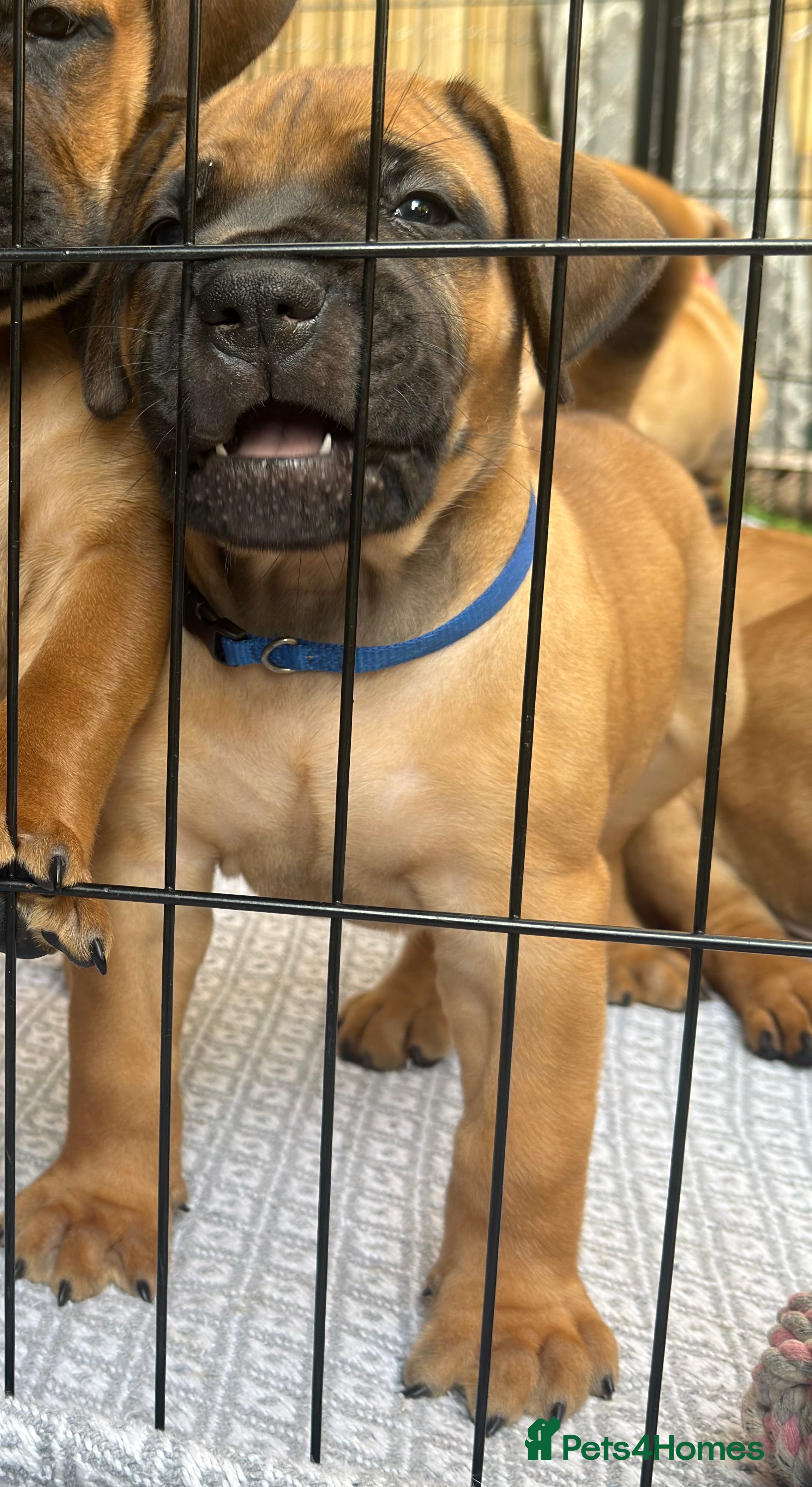 Boerboel dogs Elite Guard Neema X Spartan Dutch - Advert 2