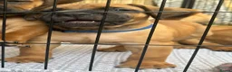 Boerboel dogs for sale: Elite Guard Neema X Spartan Dutch - Advert 2