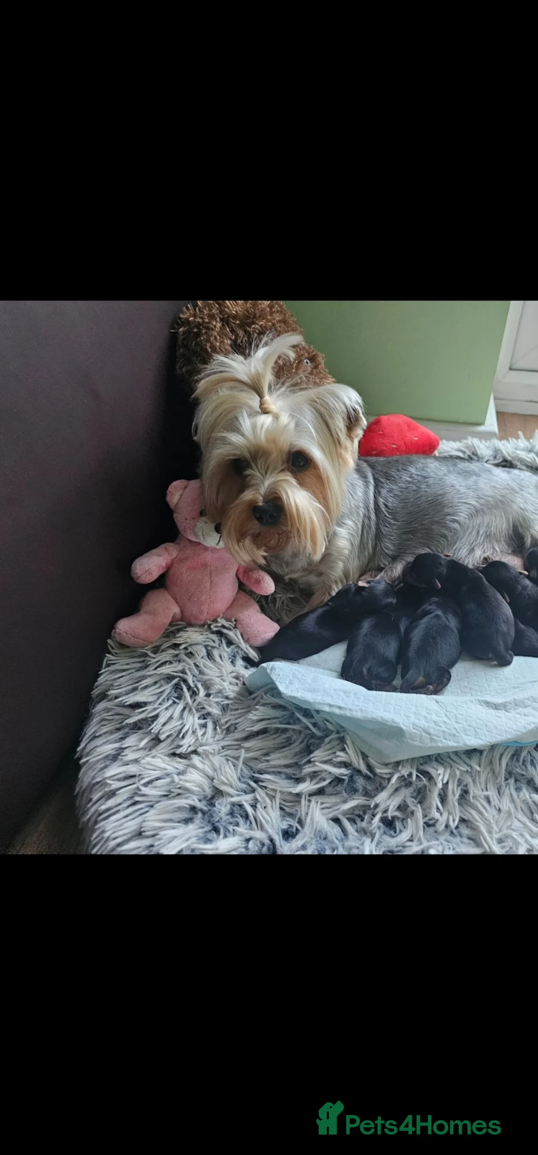 Yorkshire Terrier dogs for sale: Bella - Advert 17