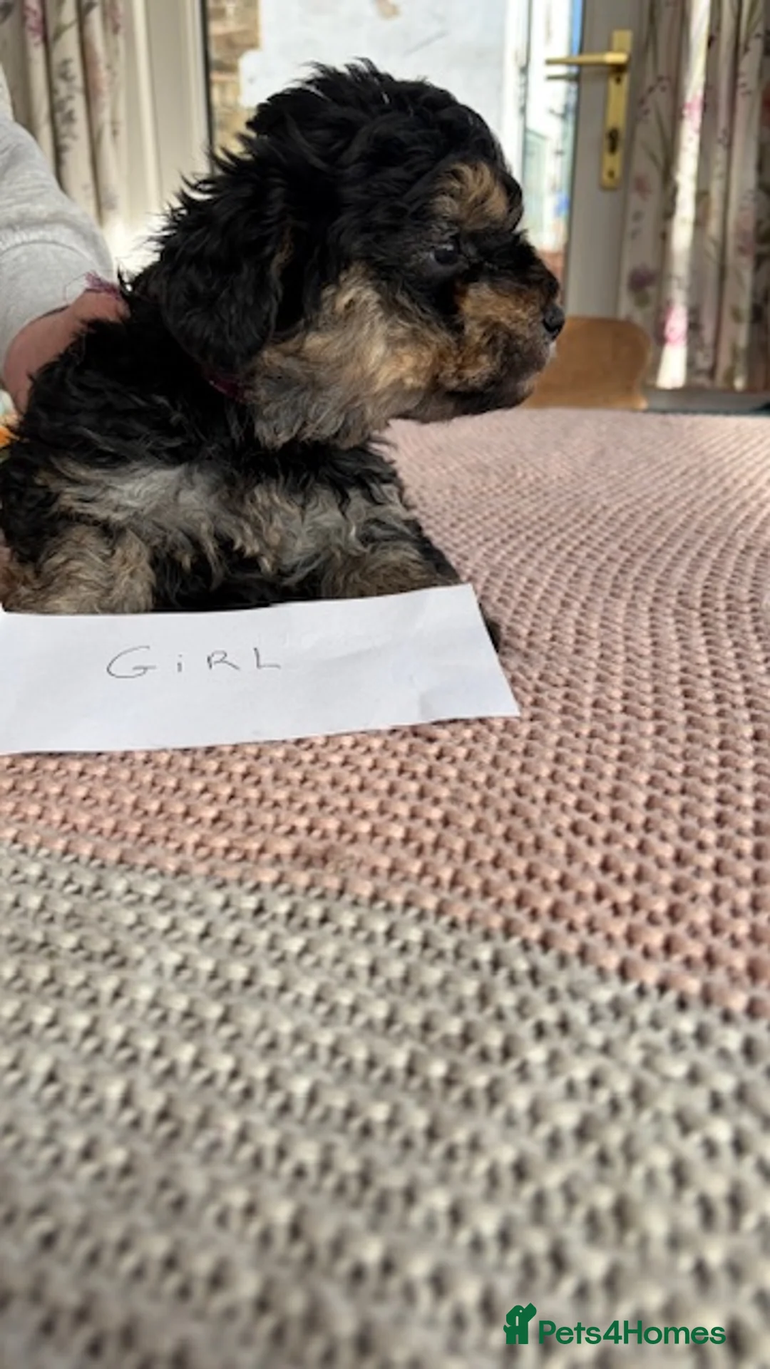 Yorkiepoo dogs for sale: Yorkipoos  - Advert 14