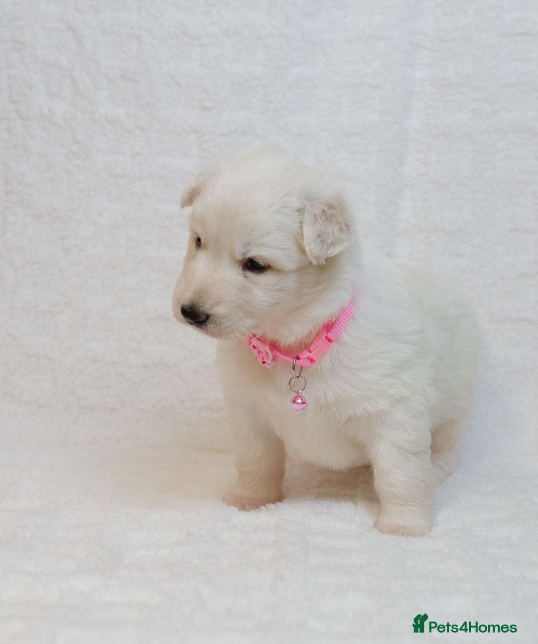 German Shepherd dogs for sale: LAST ONE KC REG STRAIGHT BACKED FULL WHITE GSD PUP - Advert 5