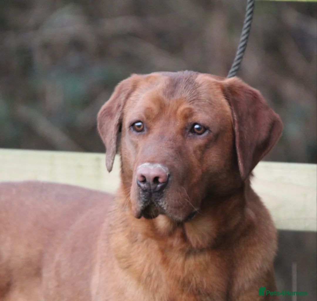 Labrador Retriever dogs for stud: Extensively Health Tested Fox Red Labrador Stud in Totnes - Advert 1