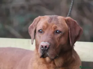 Labrador Retriever dogs Extensively Health Tested Fox Red Labrador Stud in Totnes - Advert 17