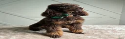 Toy Poodle dogs for sale: Chocolate Toy Poodle  - Advert 15