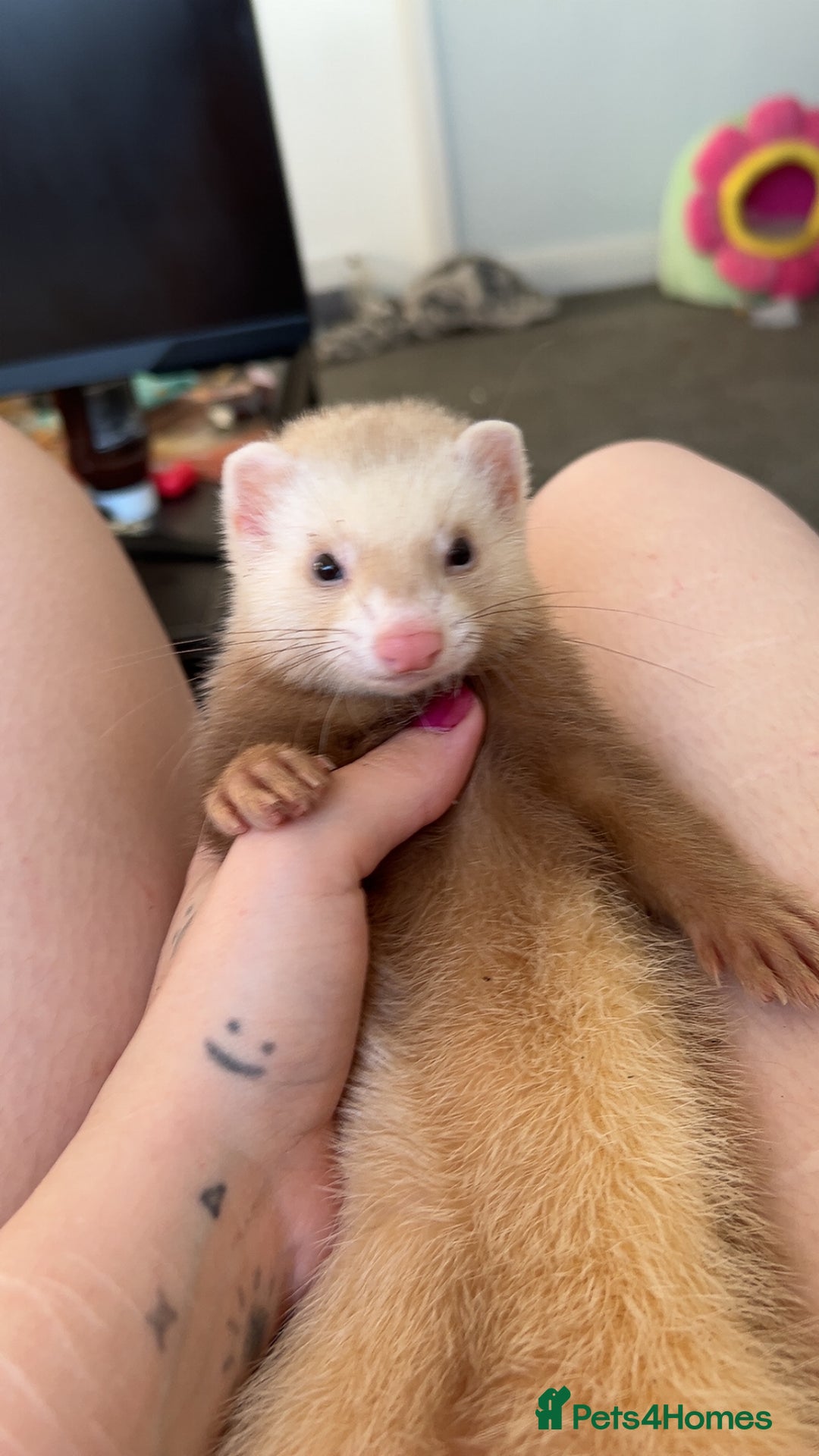 Ferret rodents for sale: 4 month old ferret  - Image 1