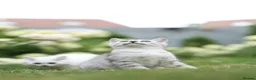 Scottish Fold cats for sale: Adorable Scottish Kittens Available in Bedford - Advert 12
