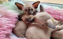 Siamese cats for sale: Siamese GCCF Registered Kittens - Image 6