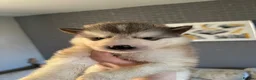 Alaskan Malamute dogs for sale: ALL PUPS HAVE BEEN SOLD!! - Advert 8