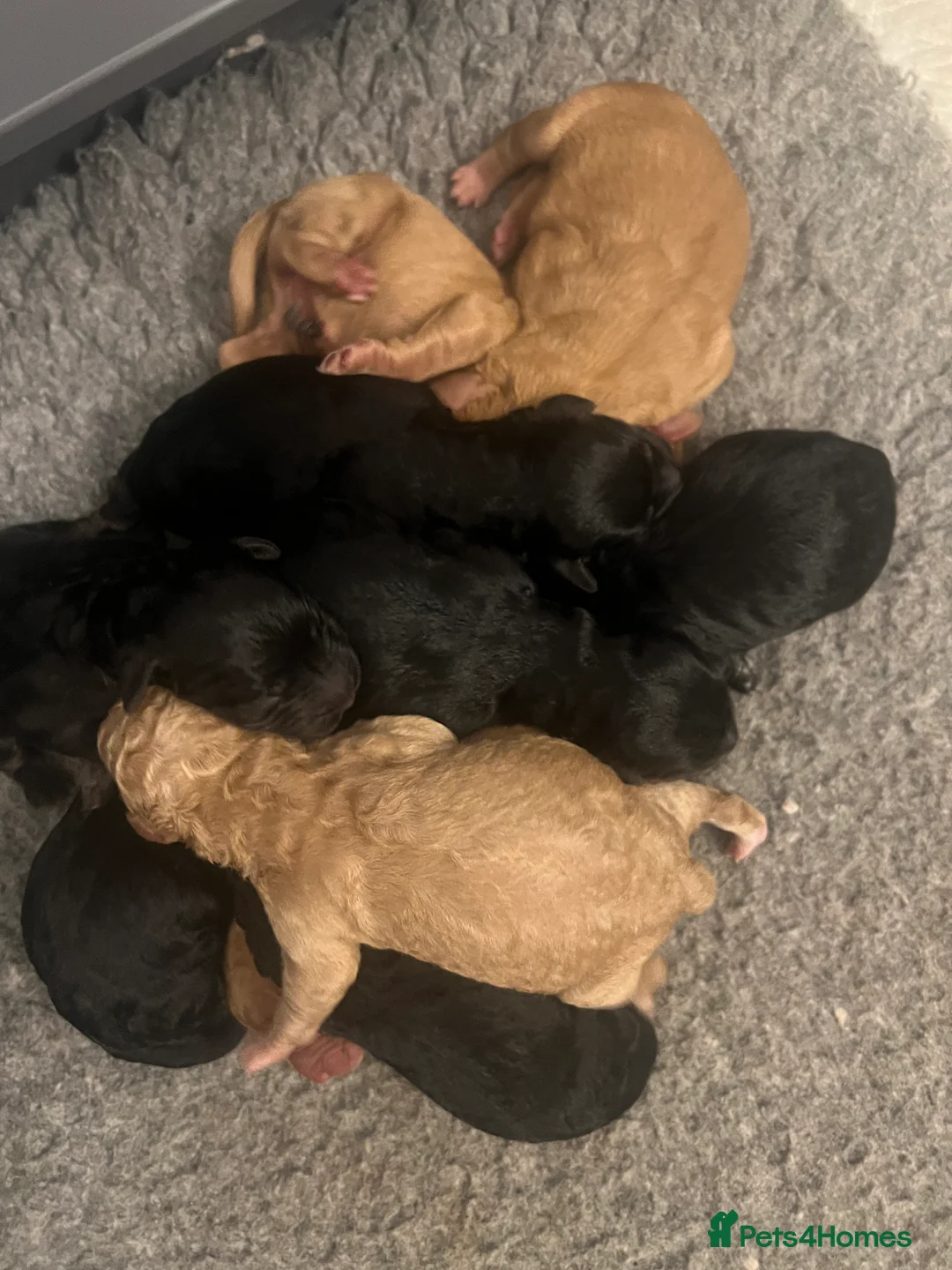 Goldendoodle dogs for stud: Goldendoodle Standard size (proven)  in Manchester - Advert 22