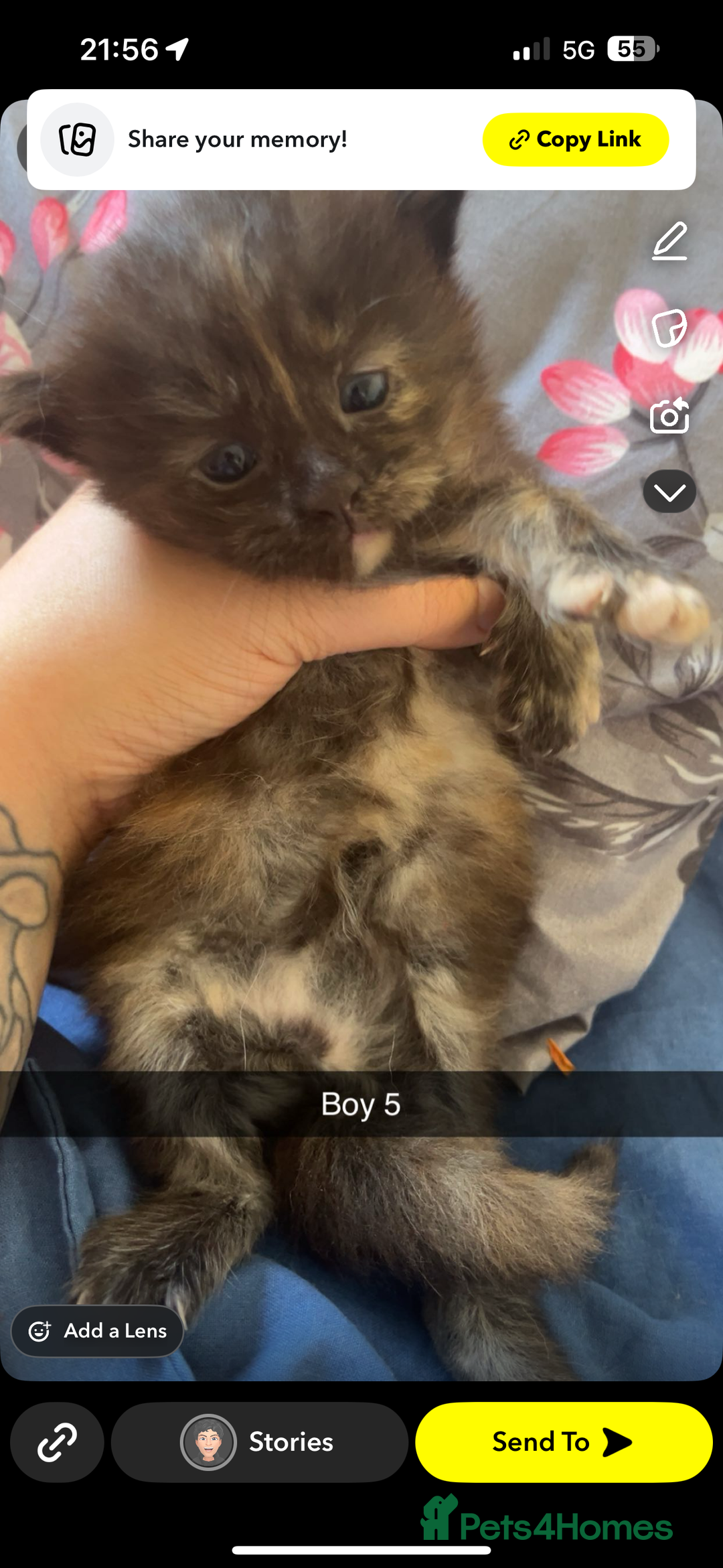 Maine Coon cats for sale: Beautiful Maine coon kittens 07396998601 - Image 3
