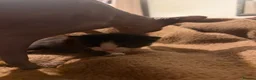 Sphynx cats for sale: Beautiful Sphynx kittens  - Advert 7