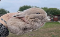 Mini Lop rabbits for sale: Baby mini lops ready to reserve !! - Image 40