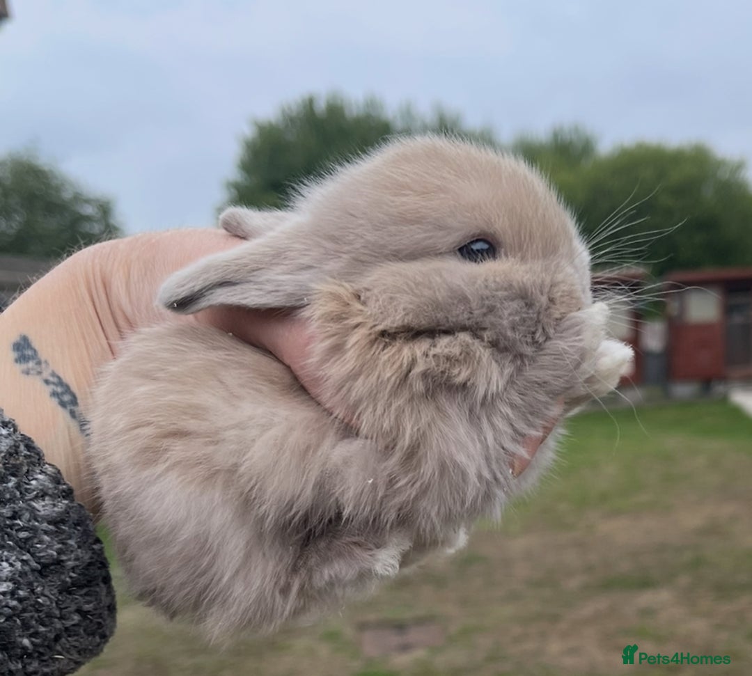 Mini Lop rabbits for sale: Baby mini lops ready to reserve !! - Image 40