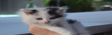 Jo