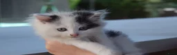 Mixed Breed cats for sale: 3 FLUFFIEST black & white kittens! 2 female 1 male - Advert 4