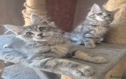 Maine Coon cats for sale: Beautiful Maine Coon kittens  - Image 9