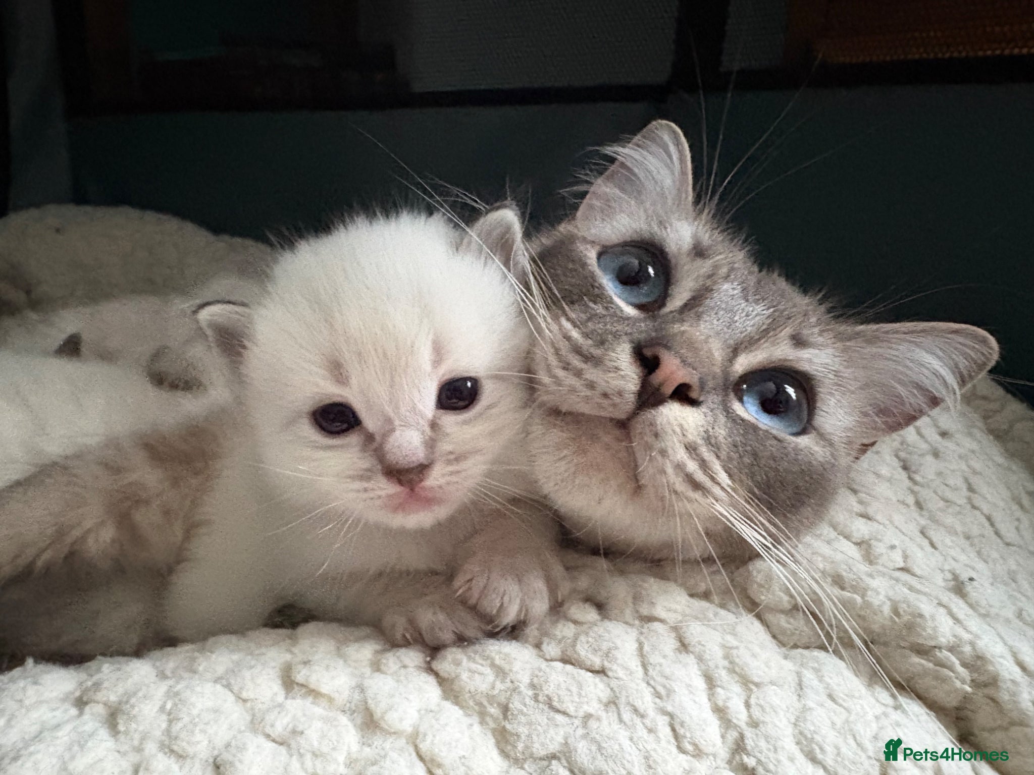 Ragdoll cats Cute and friendly fluffy Ragdoll kittens - Advert 1