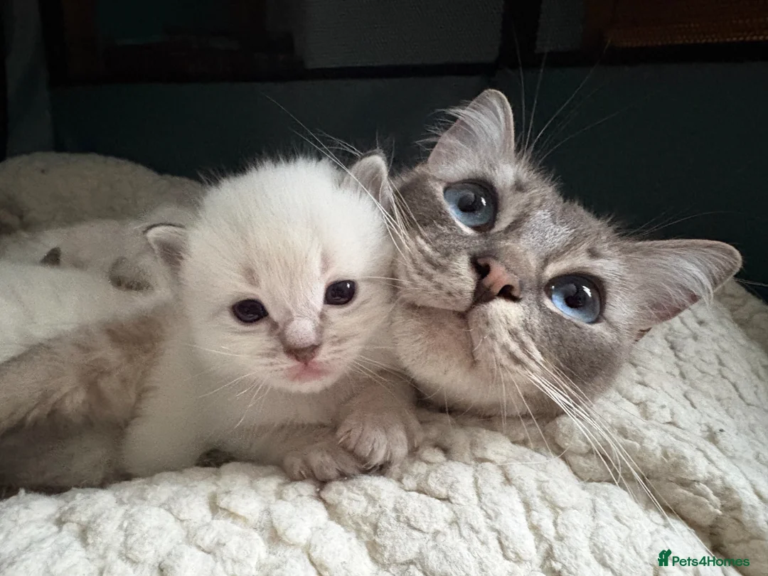 Ragdoll cats for sale: Cute and friendly fluffy Ragdoll kittens - Advert 1