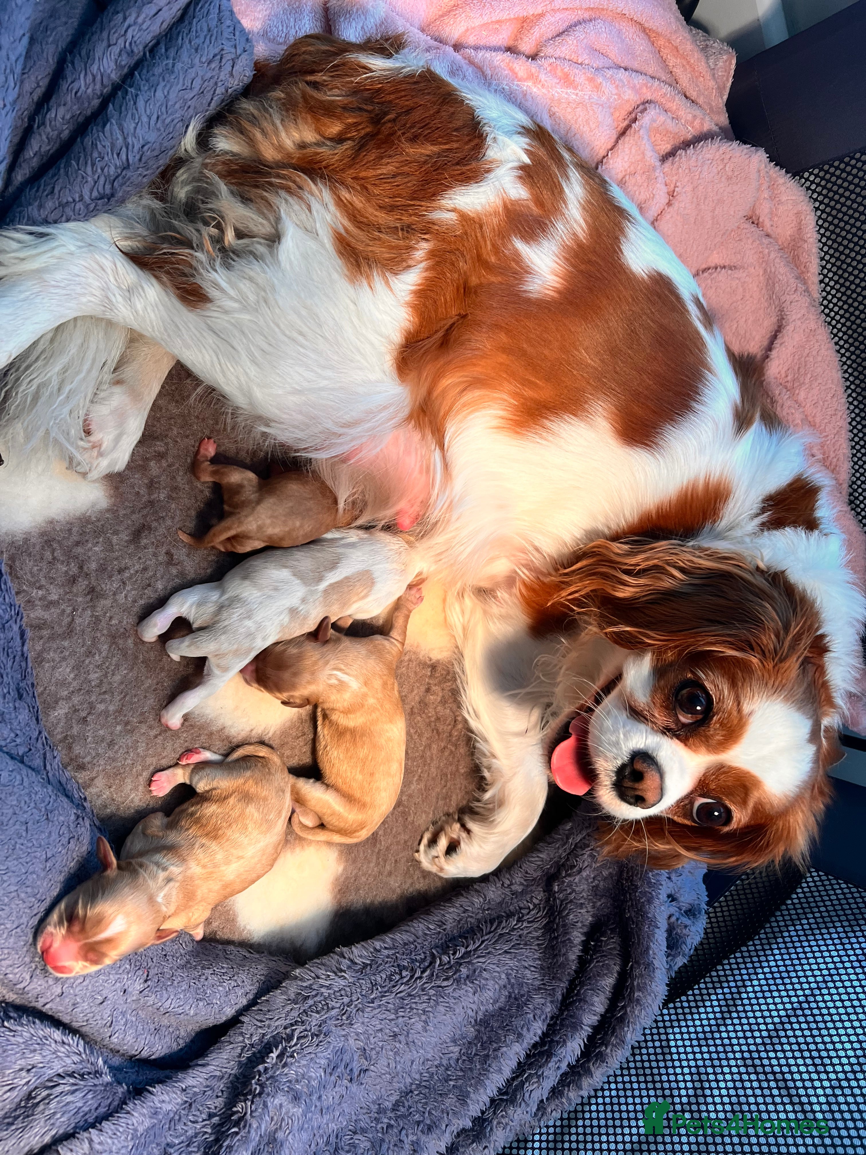Mixed Breed dogs 2x Cavapoo puppies - Advert 3